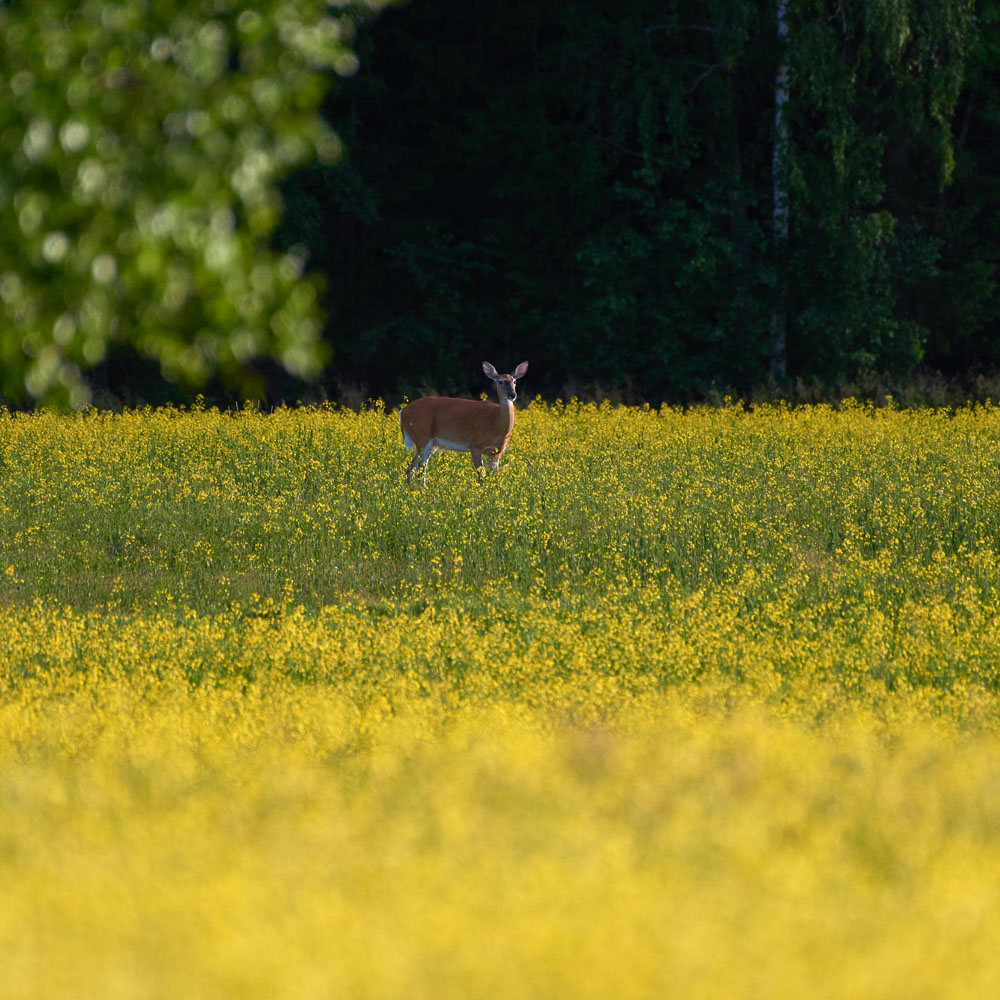 Outsidepride 'Deer Greens