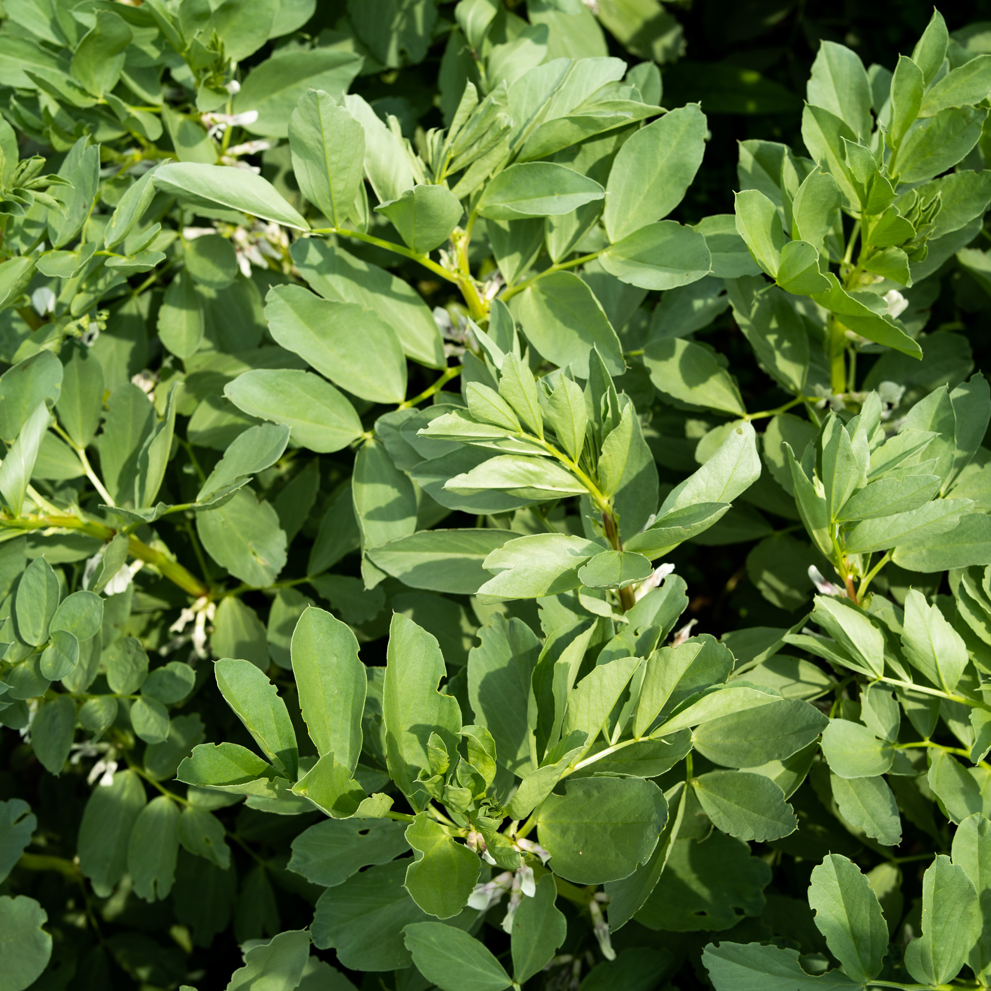 Fava Bean Bush