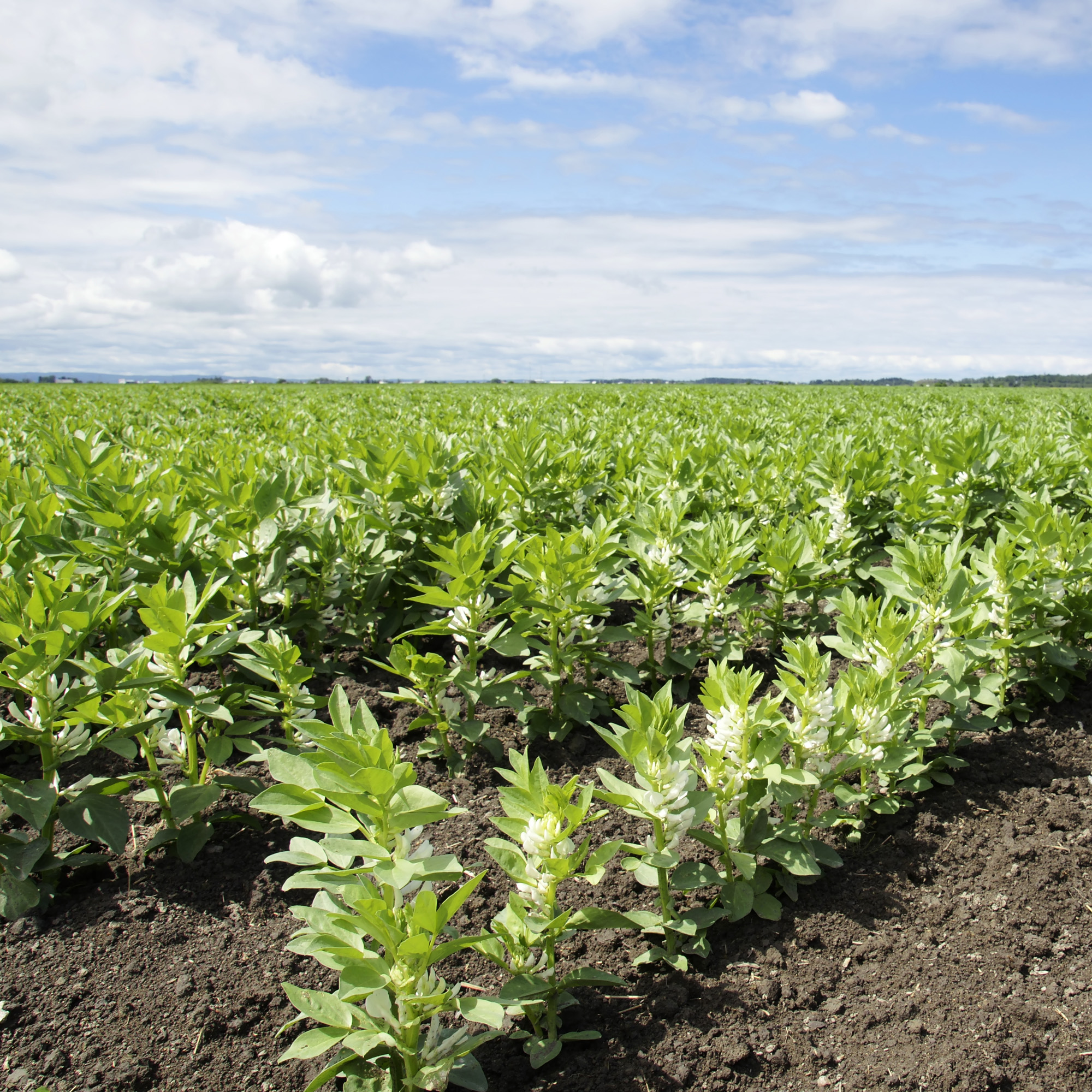 Fava Bean Plant