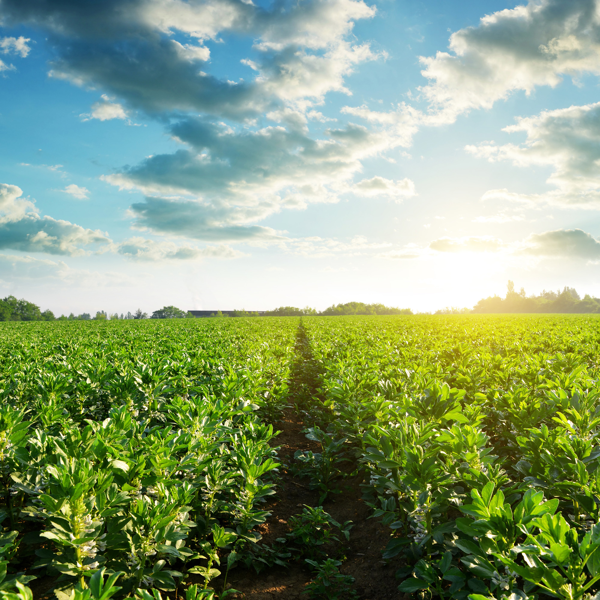 Fava Bean Forage