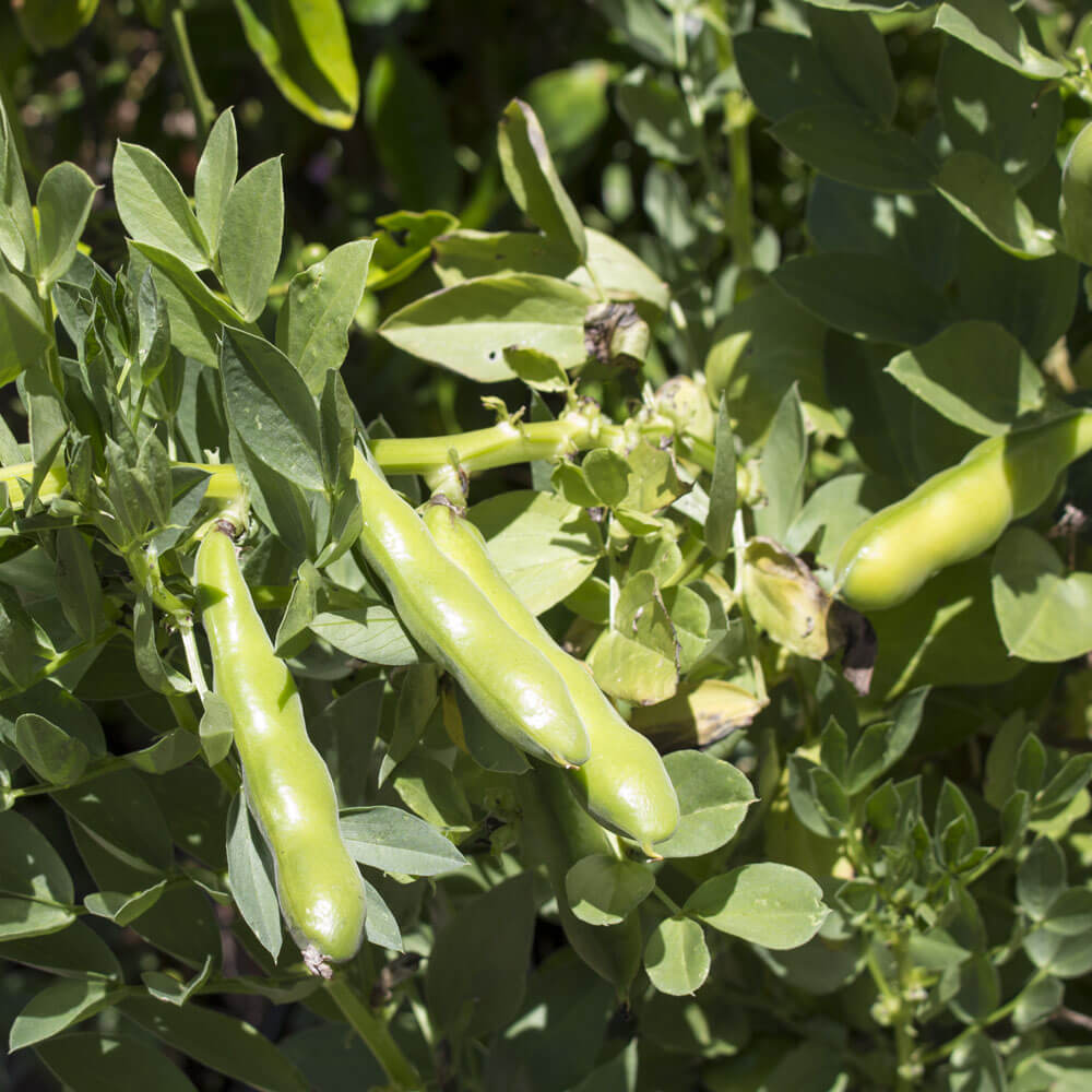 fava plant seed