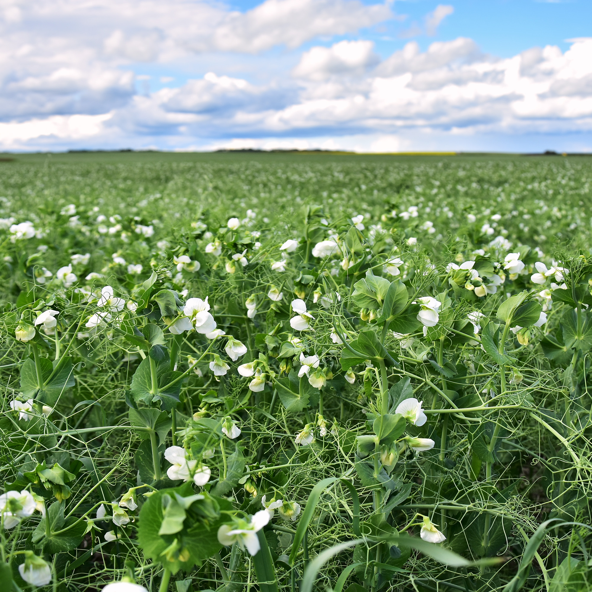 Spring Field Peas