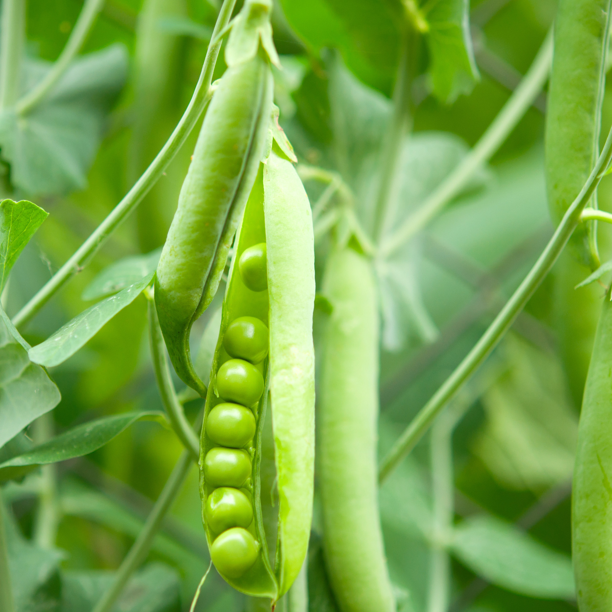 Field Peas Cover Crop