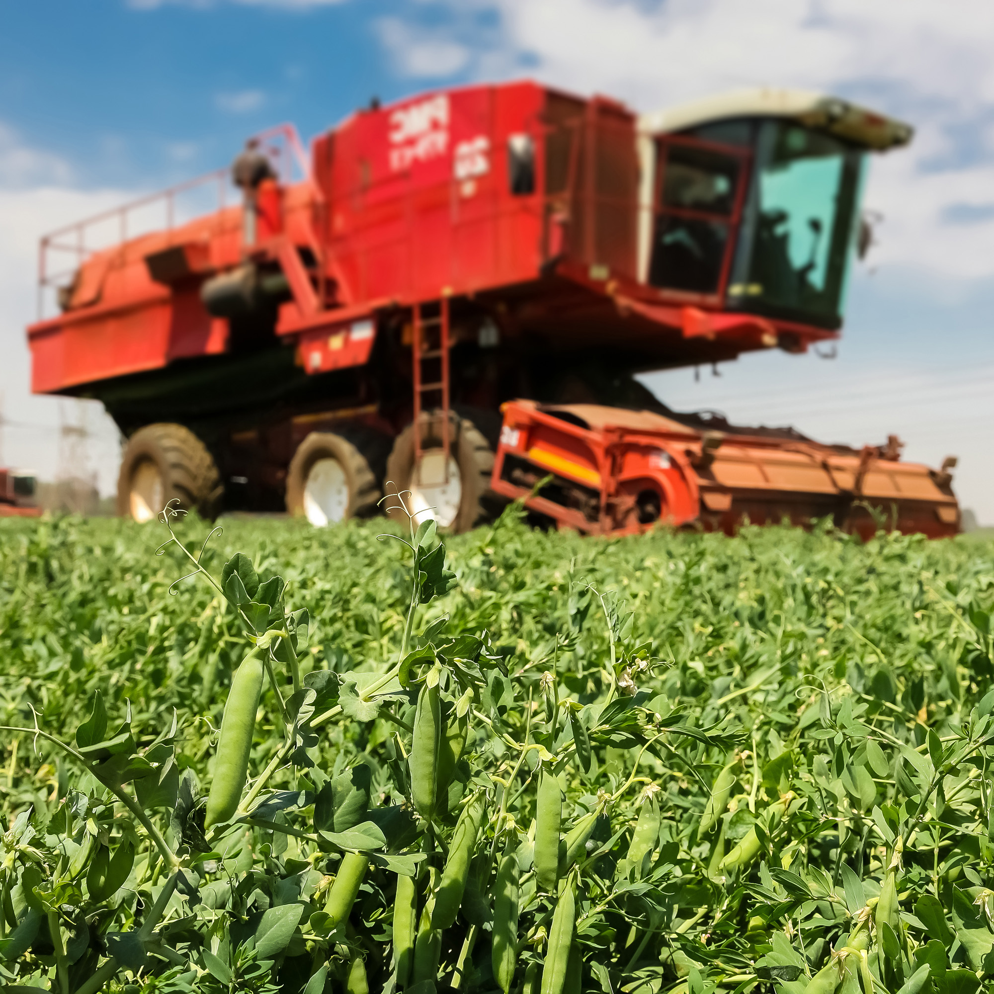 Field Peas Forage