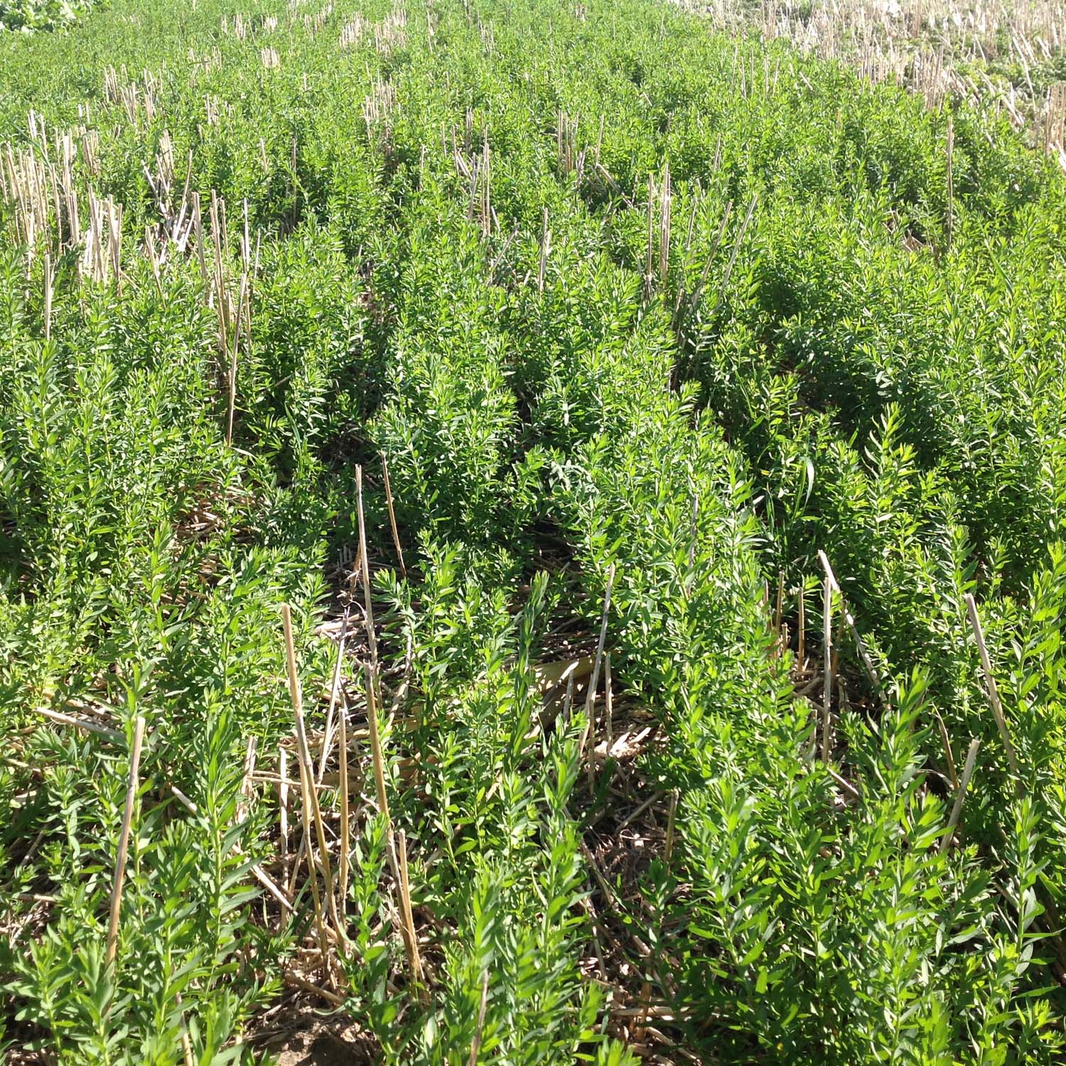 Field of Common Flax Planted From Seeds