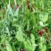 Gardenway Cover Crop Mix