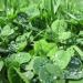 Garden Green Manure Crop