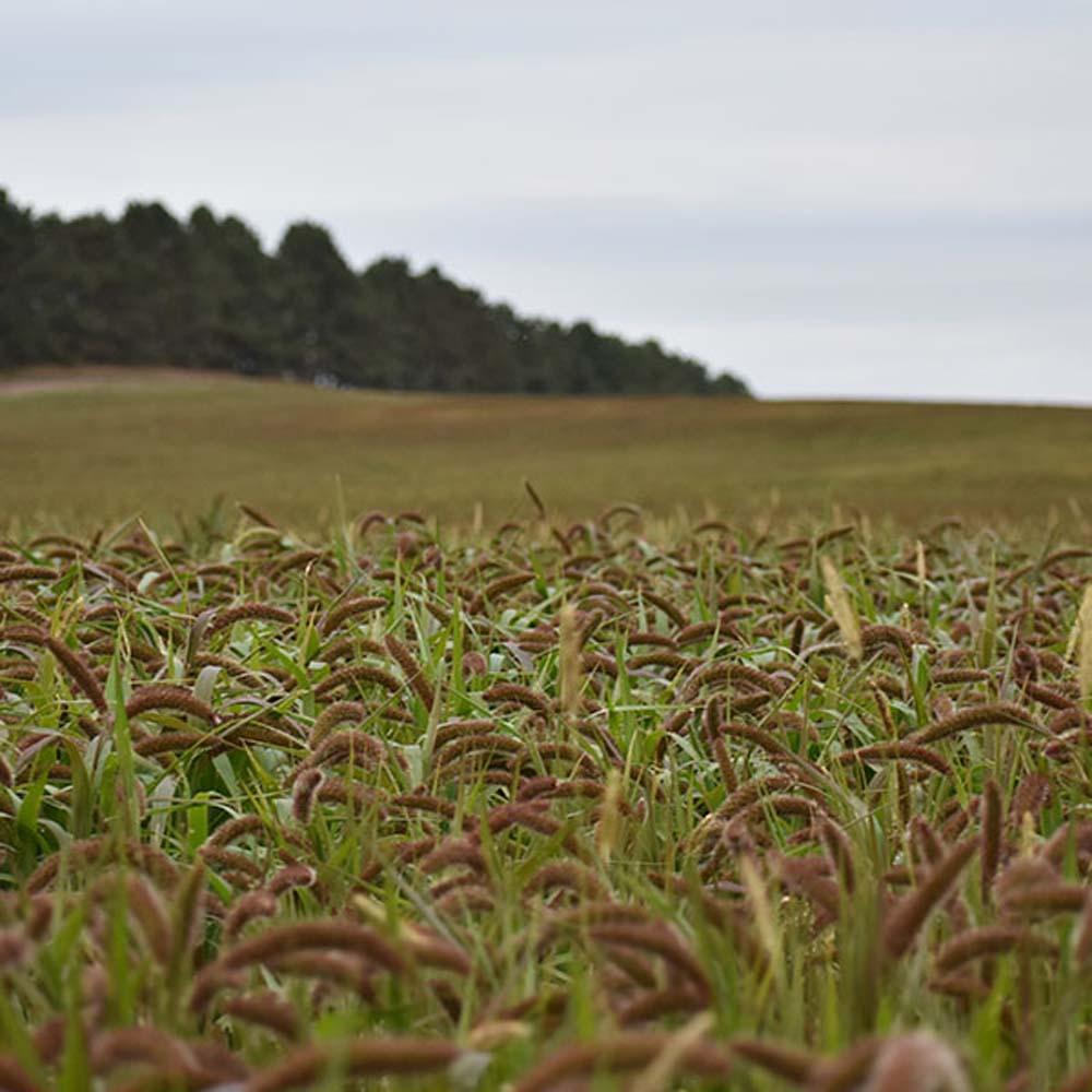 German Foxtail Millet Grain Planted From Seeds