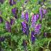 Hairy Vetch Field