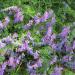 Hairy Vetch Plants