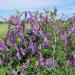 Hairy Vetch Vine