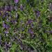 Hairy Vetch Cover Crop