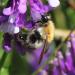 Hairy Vetch Pollinator