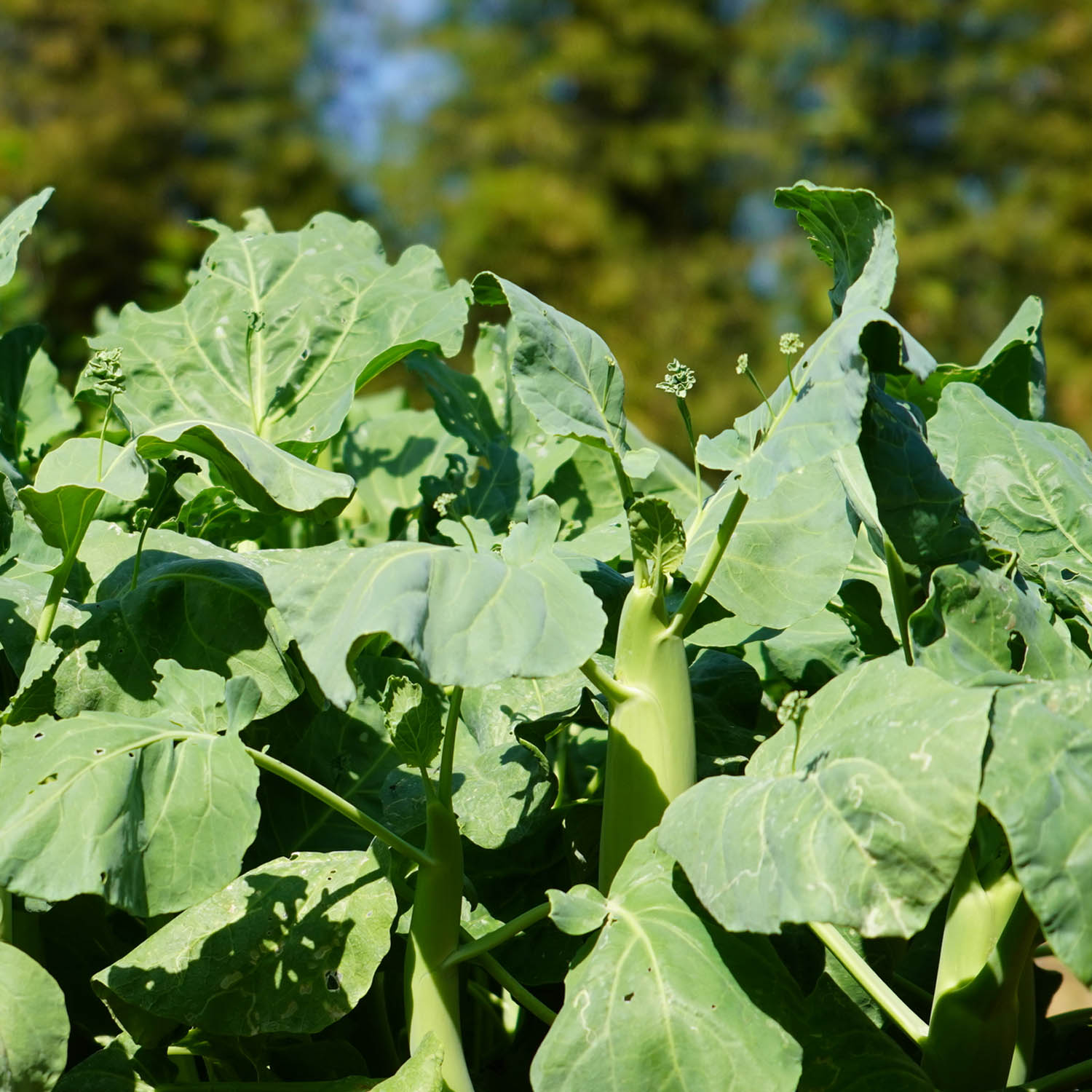 Bayou Kale Seed Bag