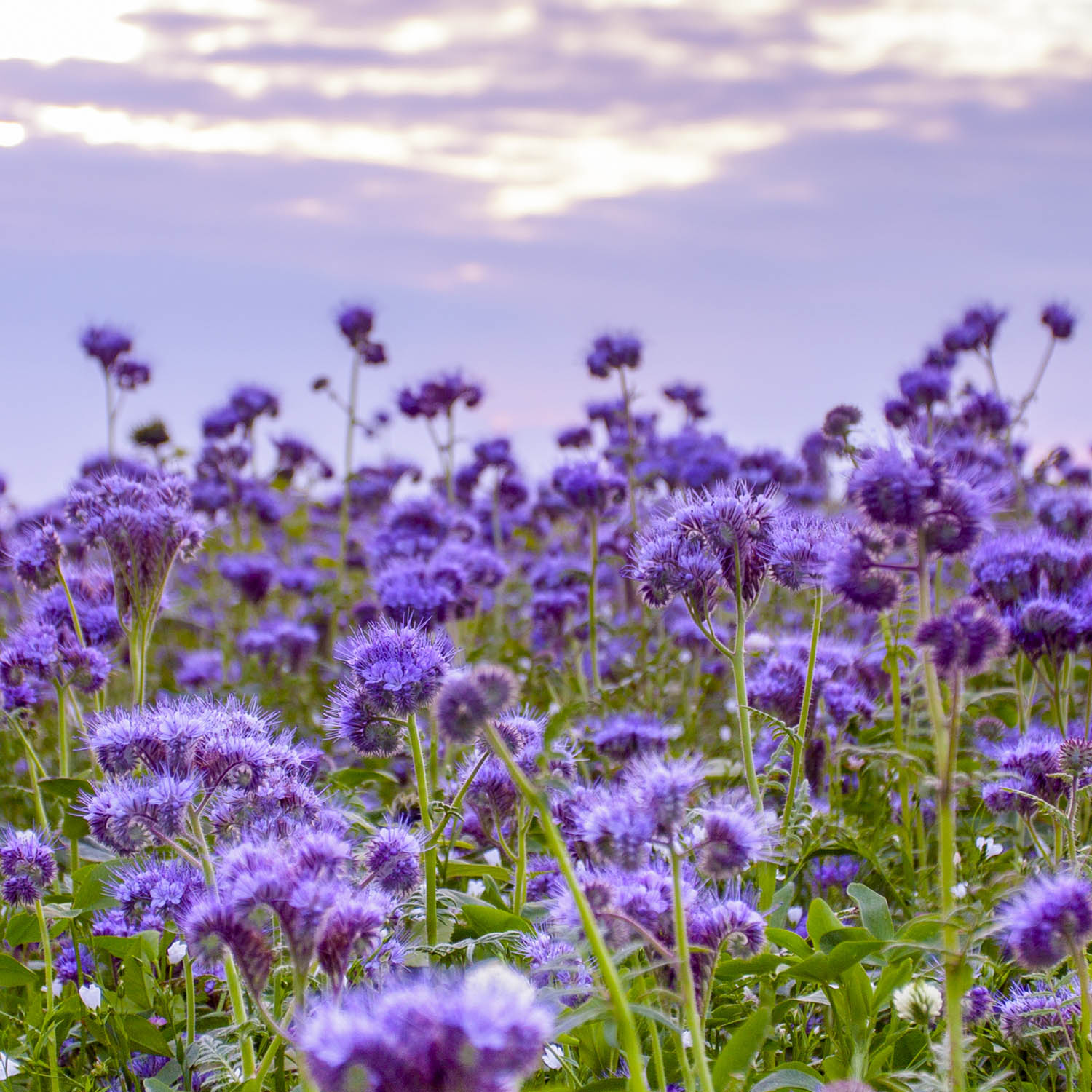 Lacy Phacelia Seed Bag