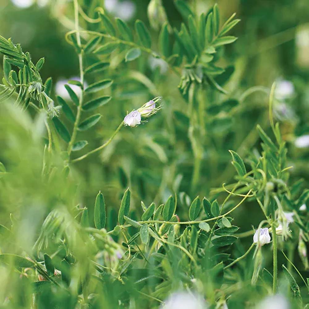 Lentils Plant From Cover Crop Seeds