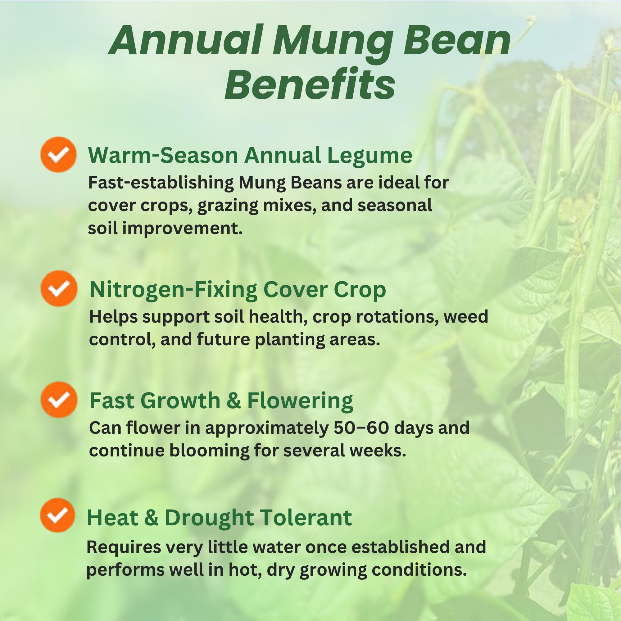 Mung Beans
