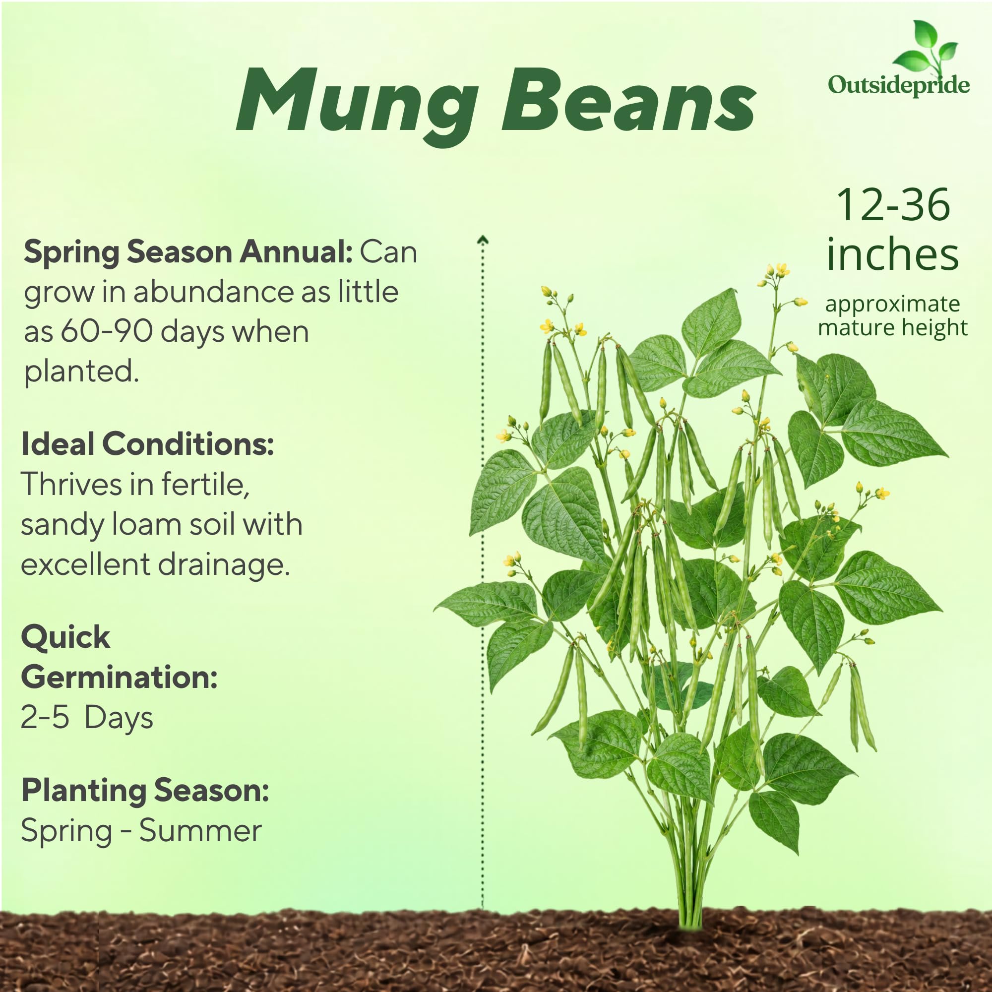 Mung Beans Planted From Seeds