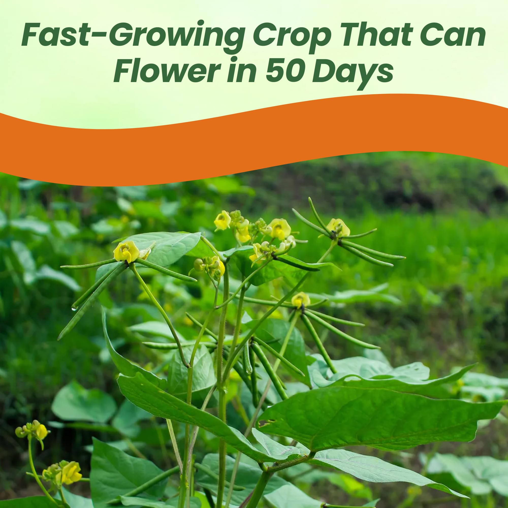 Mung Beans Planted From Seeds