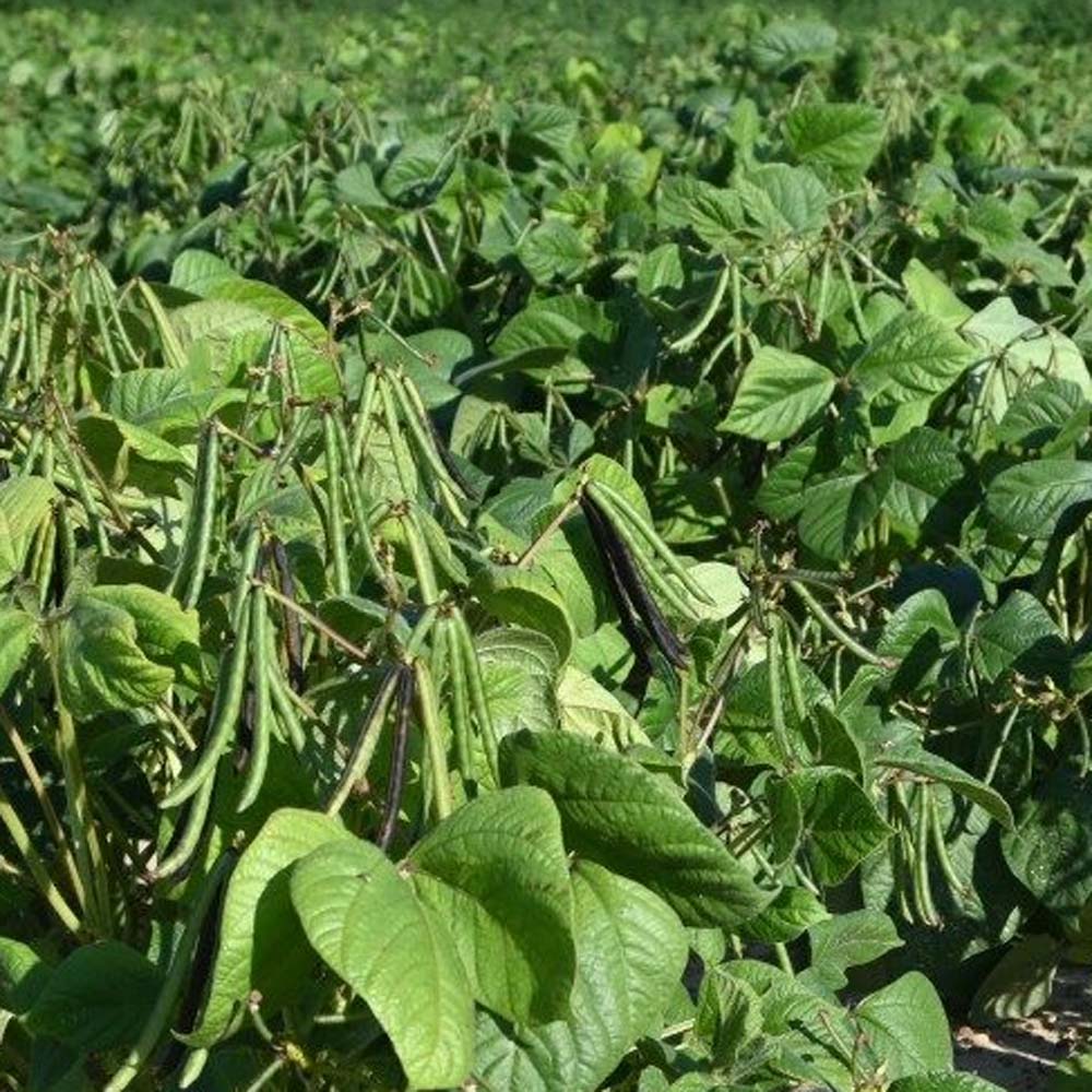 Field of Mung Beans Planted From Seeds