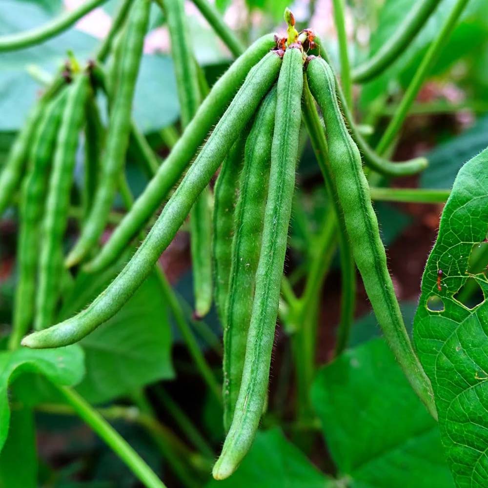 Image Mung Beans On Vines