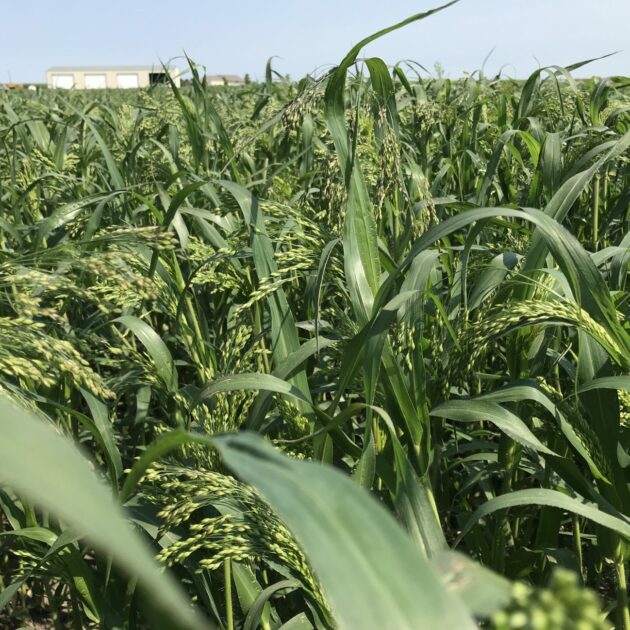 Proso Millet Grain Planted From Seeds