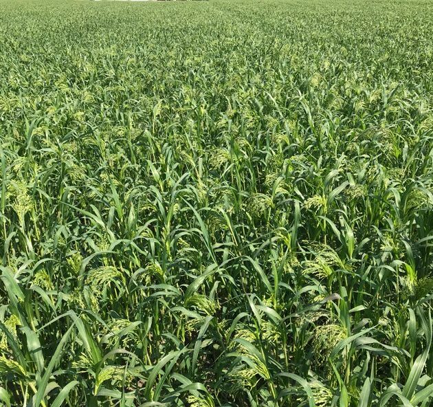 Proso Millet Field Planted From Seeds