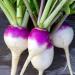 Purple Top Turnip Seed