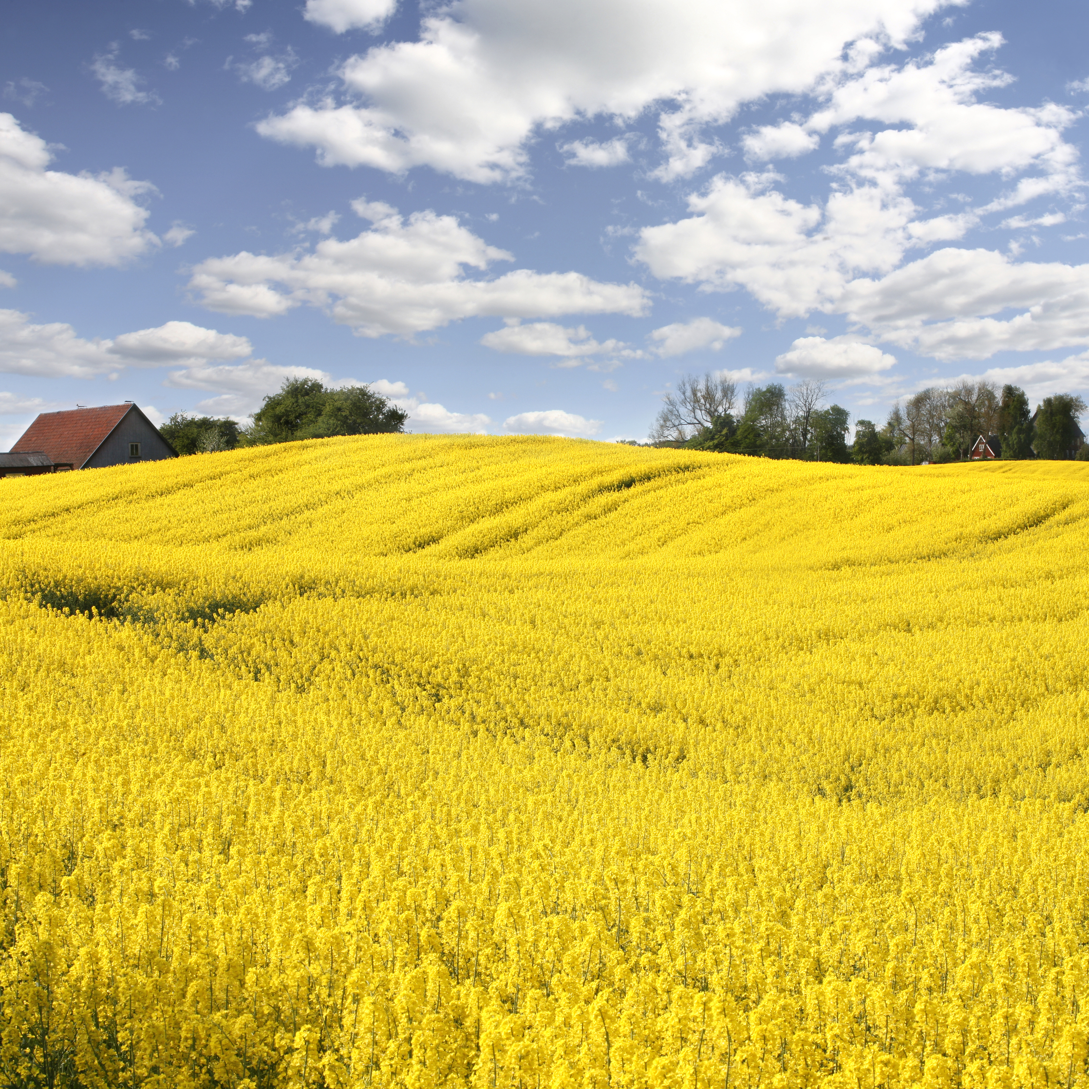 Trophy Rape Seed Bag