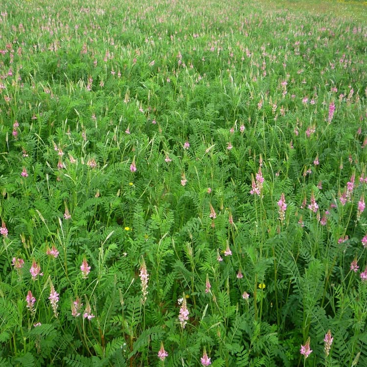 Sainfoin Pasture Forage Seed