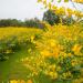 Sunn Hemp Cover Crop