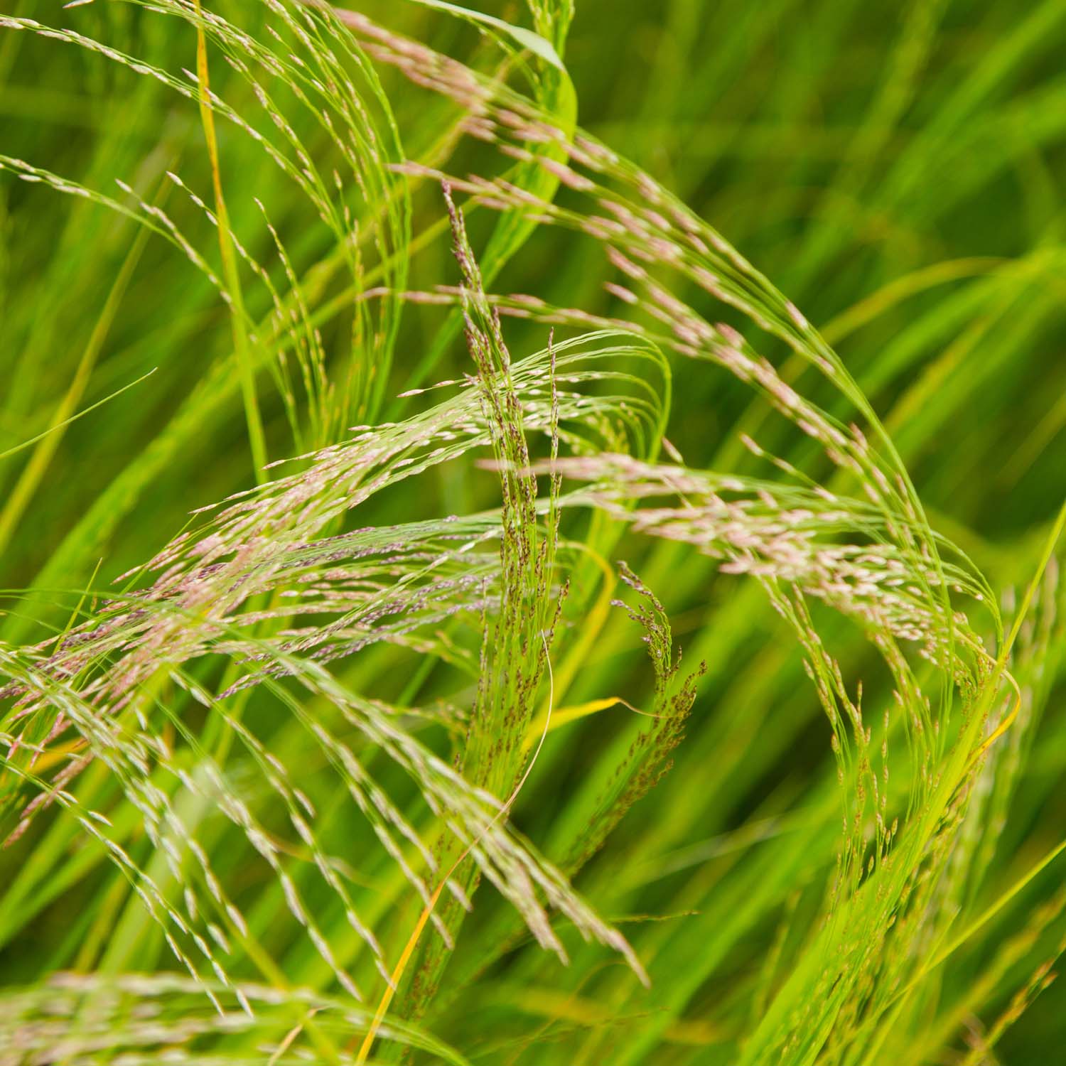 Teff Grass Seed