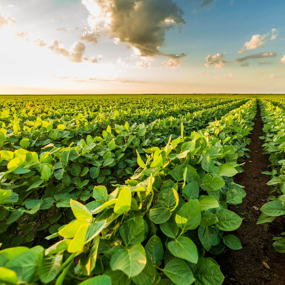 Soybean Field