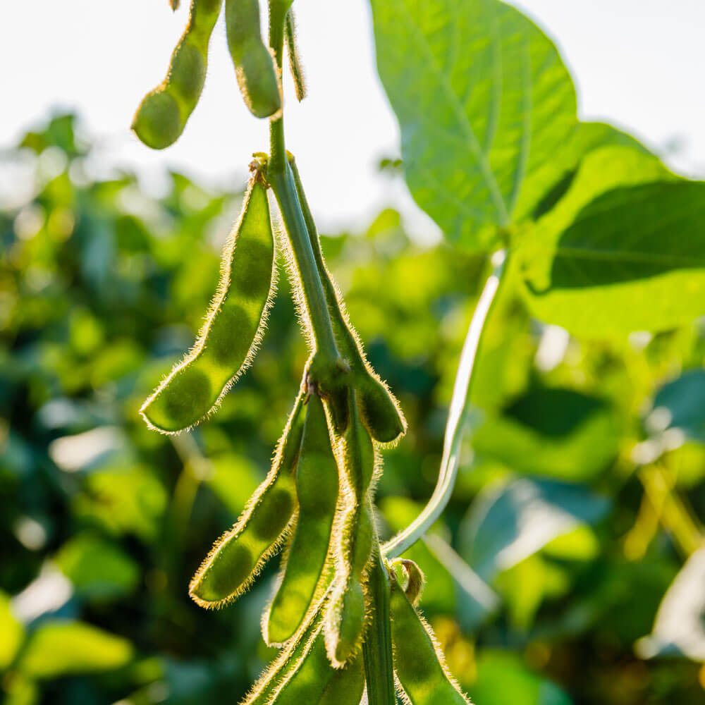 Soybean Plants