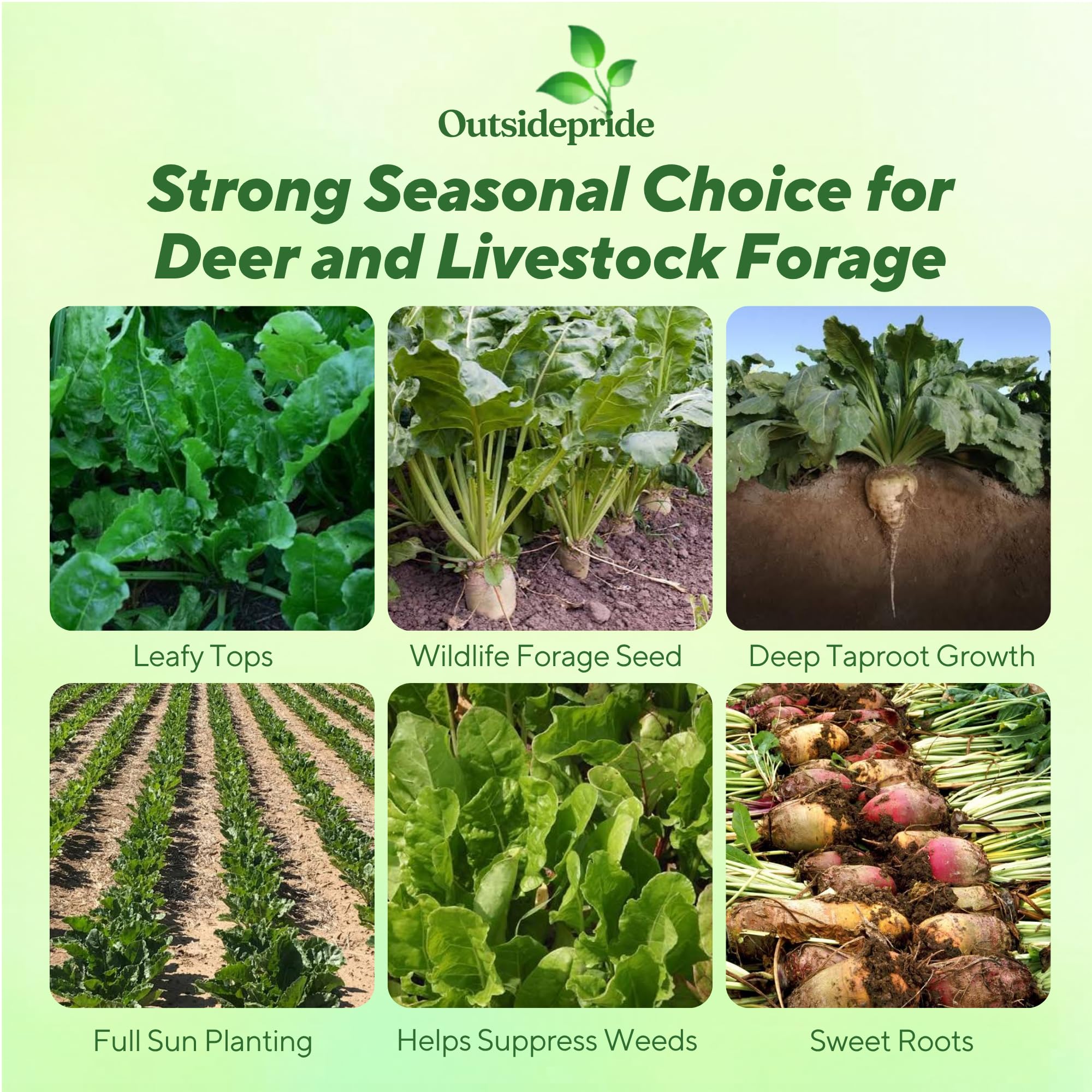 Sugarbeets Bulk Planted From Seeds