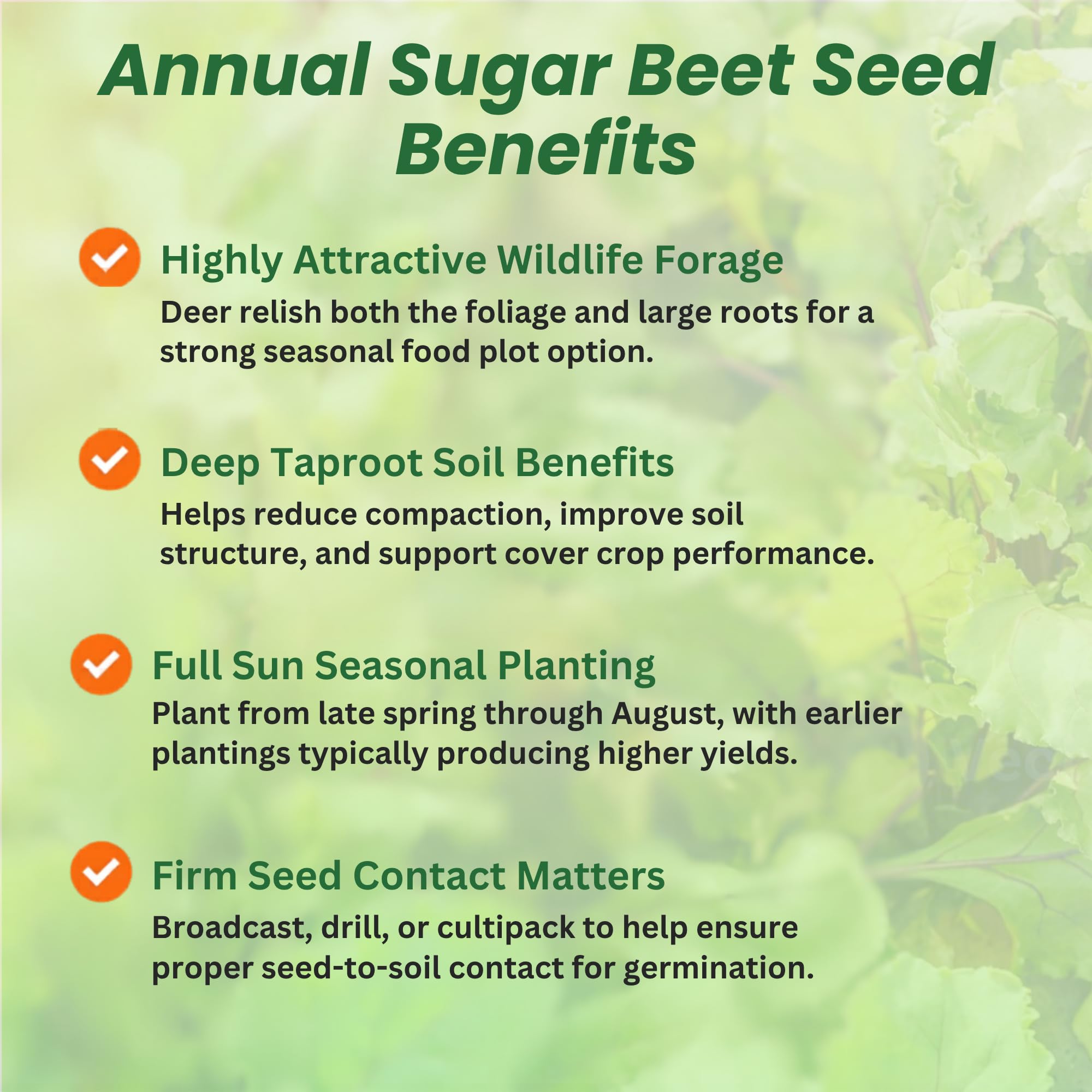 Field of Sugarbeets Planted From Seeds