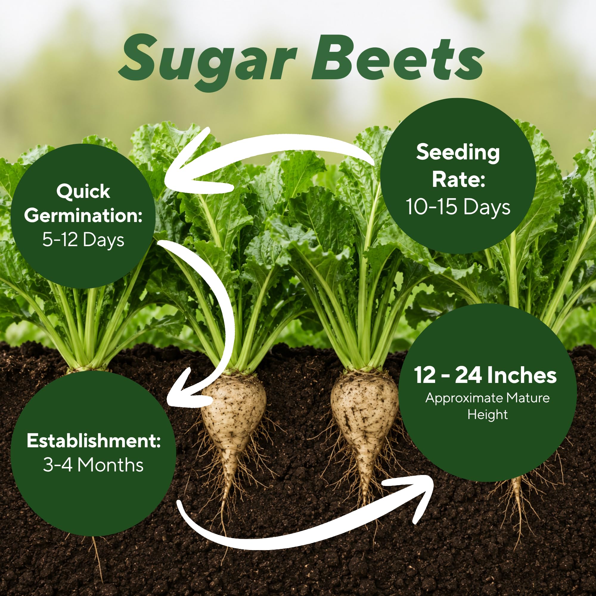 Sugarbeets Forage