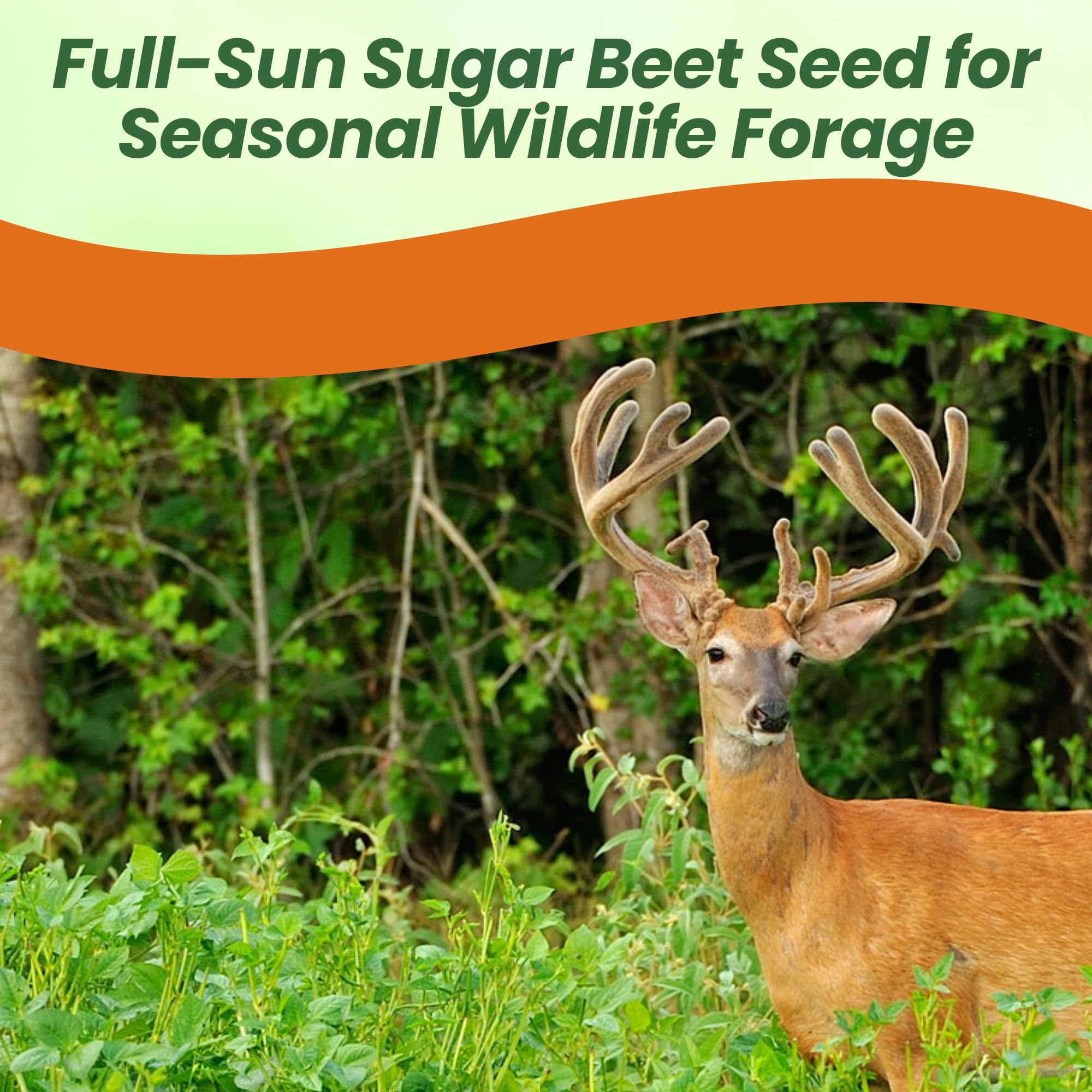 Sugar beets Cover Crop