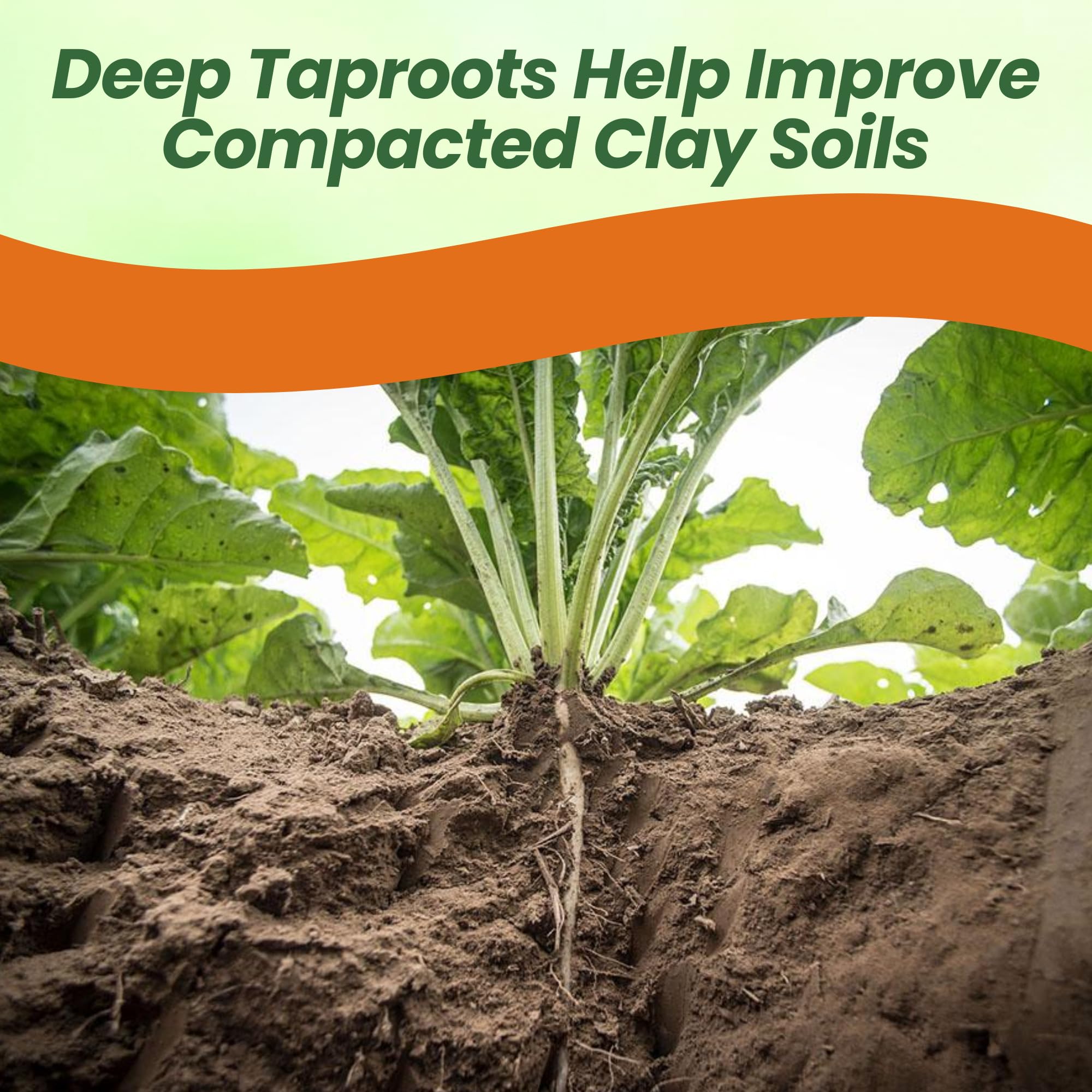 Sugarbeets For Gardens
