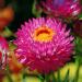 Helichrysum Bracteatum Purple-red Flowers