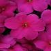 Impatiens Blue GL