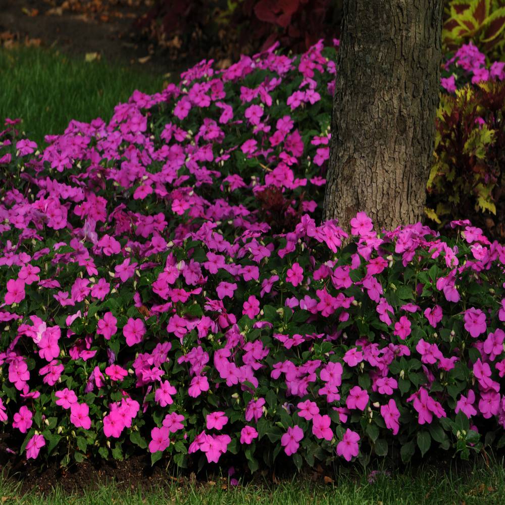 Impatiens Flower Seeds Violet Impatiens