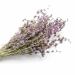 Dried Pennyroyal Herb