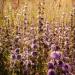 Pennyroyal Flowering Herb