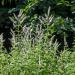 Mentha Pulegium Plants