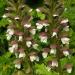 Acanthus Mollis