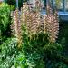 Acanthus Mollis Flower