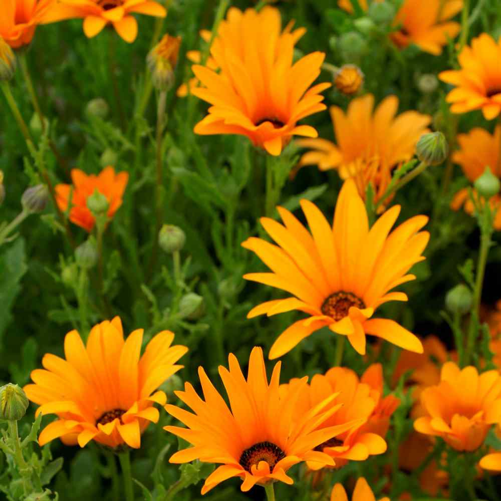 African Daisy Seed Mix For Planting - Wild Flower Seeds For