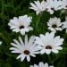 african daisy white flowers