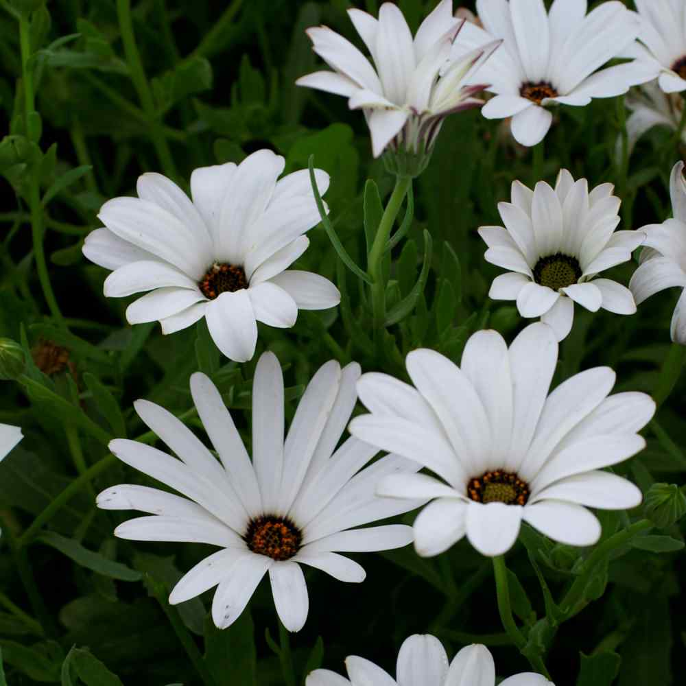 African Daisy Seeds Dimorphotheca Sinuata White Flower Seed 